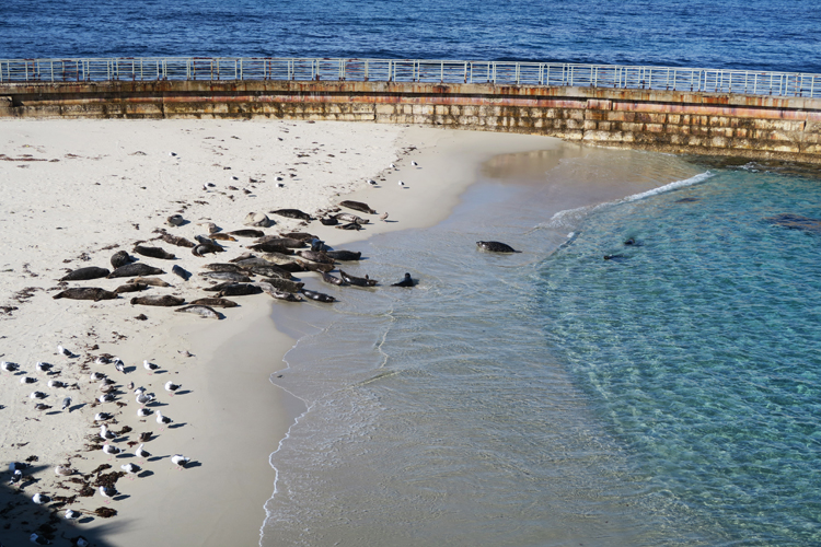 La Jolla Beach San Diego Seals