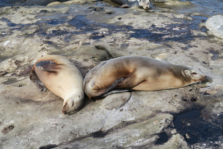 La Jolla Beach San Diego Seal