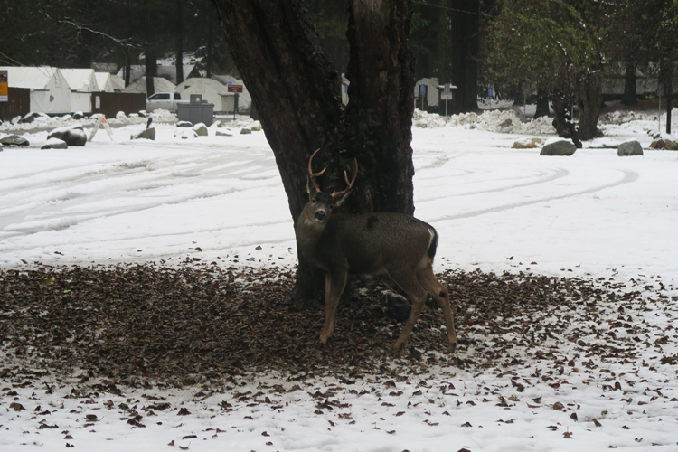 Yosemite National Park Vernal Fall
